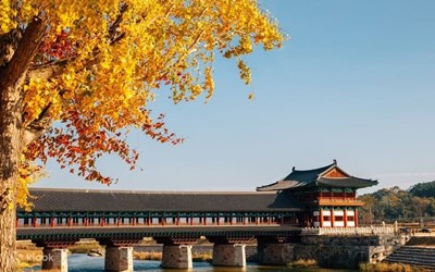 Tour Hàn Quốc no shop: Busan - Gyeongju - Seoul - Mùa Thu