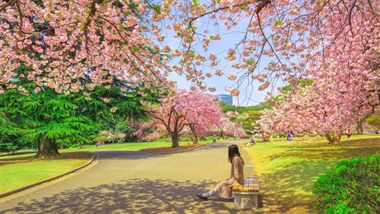Vườn quốc gia Shinjuku Gyoen - Viên ngọc xanh yên bình giữa lòng Tokyo
