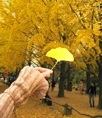 Tour Hàn Quốc: Seoul - Đảo Nami - Everland - Làng Cổ - Tháp Namsan - Starfield - Myeodong - Mùa Thu 