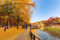 Tour Hàn Quốc: Nami – Changdeokgung – Starfield Suwon – Namsan – Seoul Grand Park - Mùa Thu