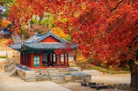 Tour Hàn Quốc: Nami – Changdeokgung – Starfield Suwon – Namsan – Seoul Grand Park - Mùa Thu