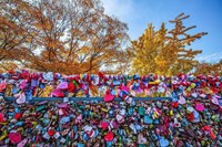 Tour Hàn Quốc: Nami – Changdeokgung – Starfield Suwon – Namsan – Seoul Grand Park - Mùa Thu