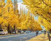 Tour Nhật Bản mùa thu NO SHOP VIP : TOKYO - FUJI - KYOTO - OSAKA 6N5Đ