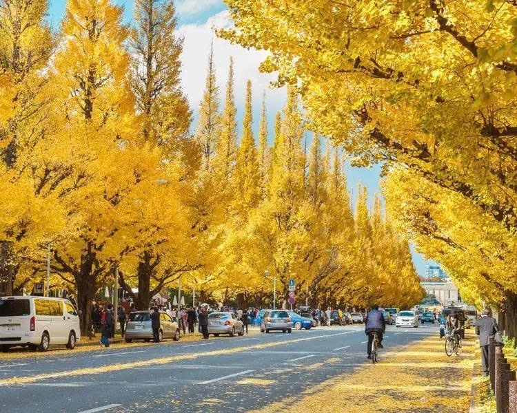 Tour Nhật Bản mùa thu NO SHOP VIP : TOKYO - FUJI - KYOTO - OSAKA 6N5Đ