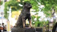 Tour Nhật Bản mùa thu NO SHOP VIP : TOKYO - FUJI - KYOTO - OSAKA 6N5Đ