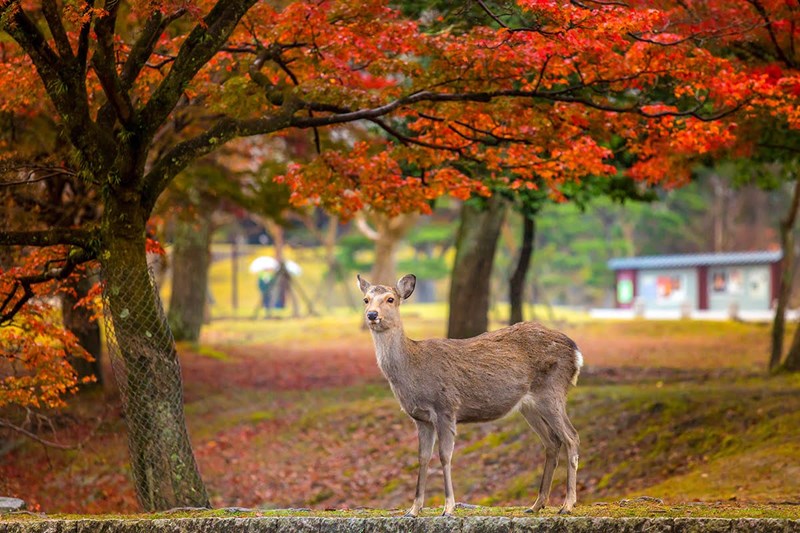 Tour Nhật Bản mùa thu NO SHOP ĐẶC BIỆT : OSAKA - KYOTO - FUJI - TOKYO 6N5Đ