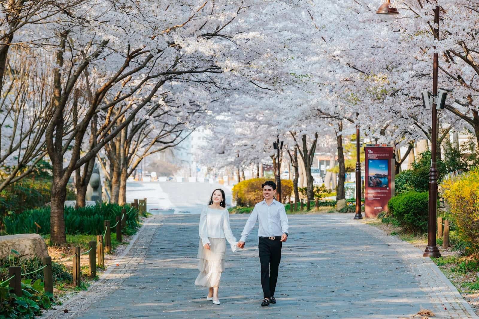 Siêu lòng với vẻ đẹp mùa hoa anh đào Hàn Quốc