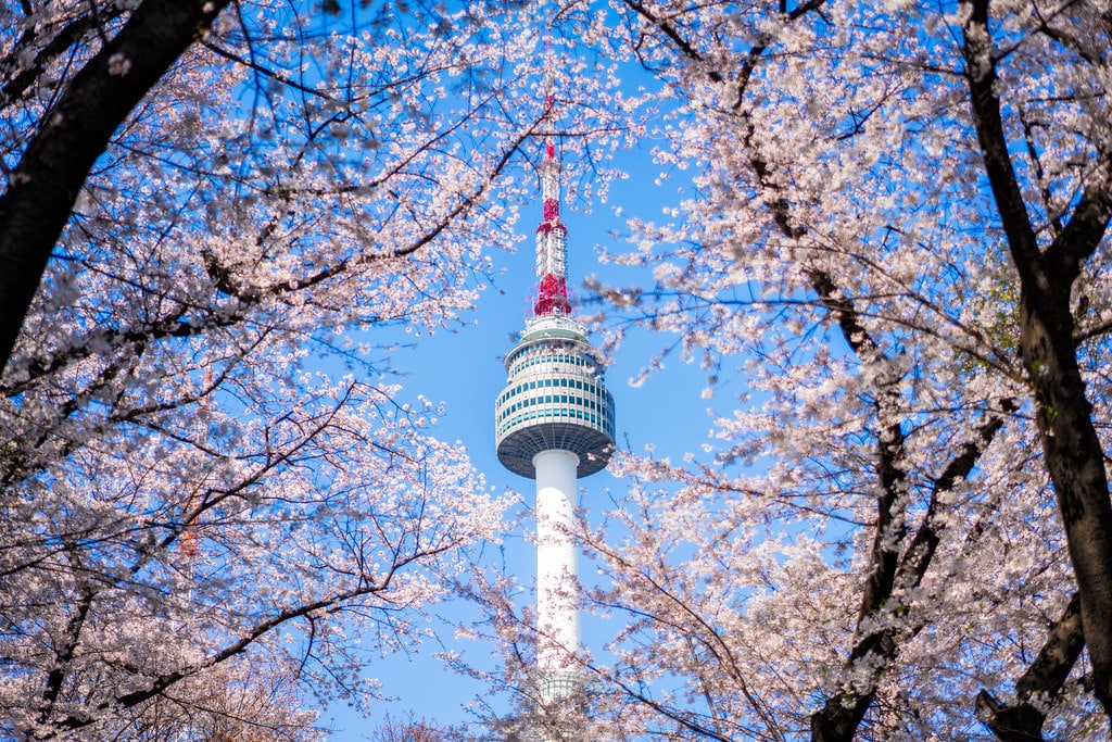 Tháp Namsan ngập sắc hoa anh đào 
