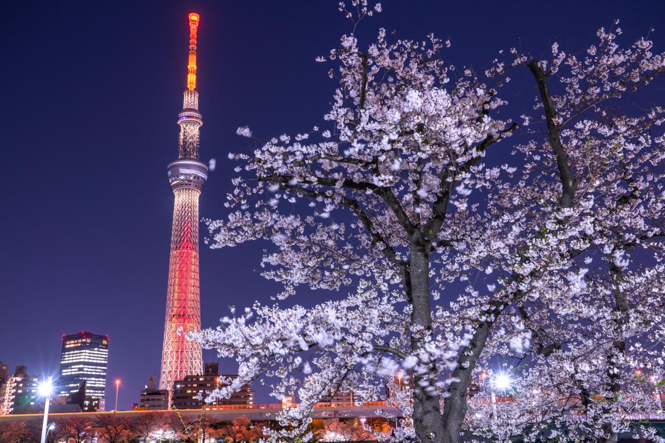 Sức hút mãnh liệt của Tokyo Skytree vào ban đêm