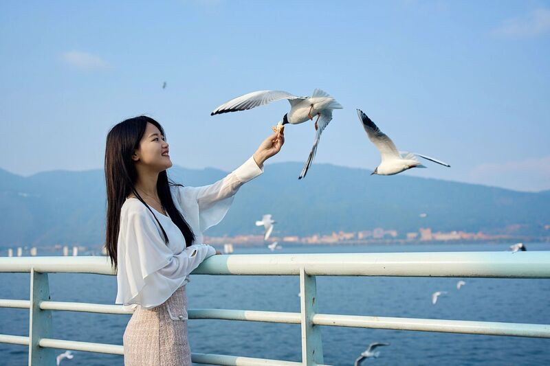 đi phà Wolmido cho hải âu ăn